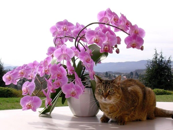 орхидея фаленопсис каталина