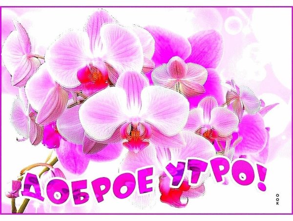 розовая орхидея