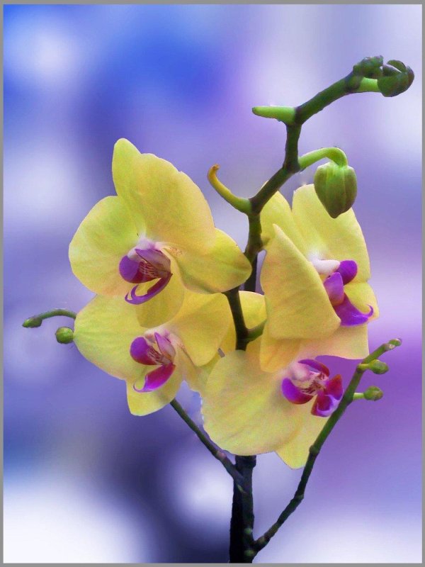 орхидея жозефина