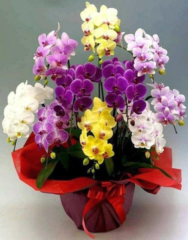 Доброе утро орхидеи