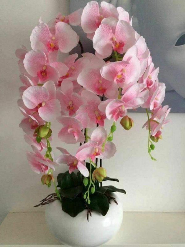 розовая орхидея