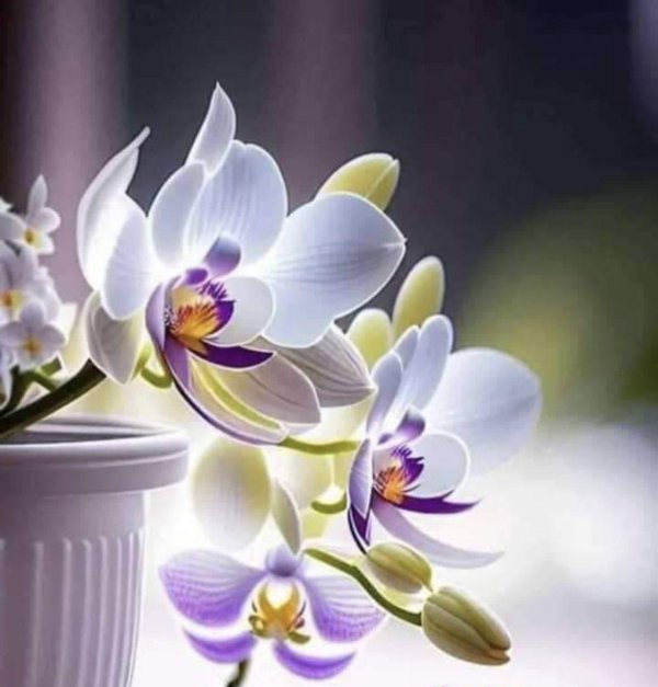 orchid flower