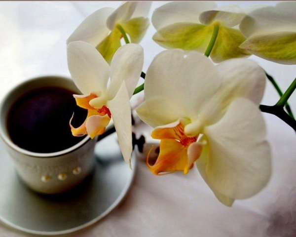 орхидея фаленопсис ваниль