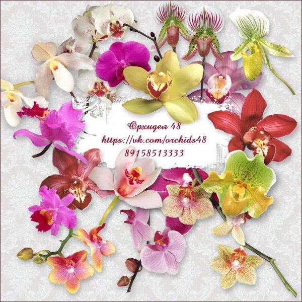 орхидея открытка