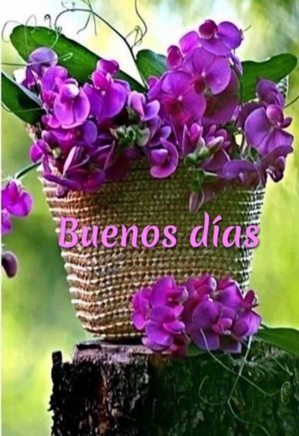 цветок красивый