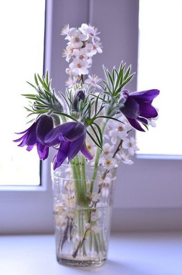 первоцветы подснежники крокусы гиацинты