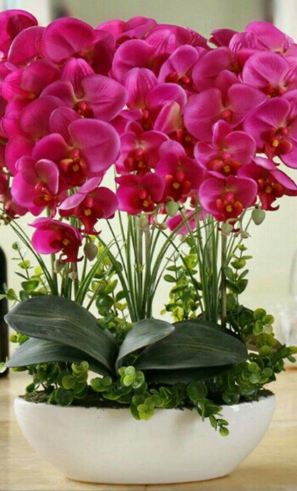 орхидеи комнатные