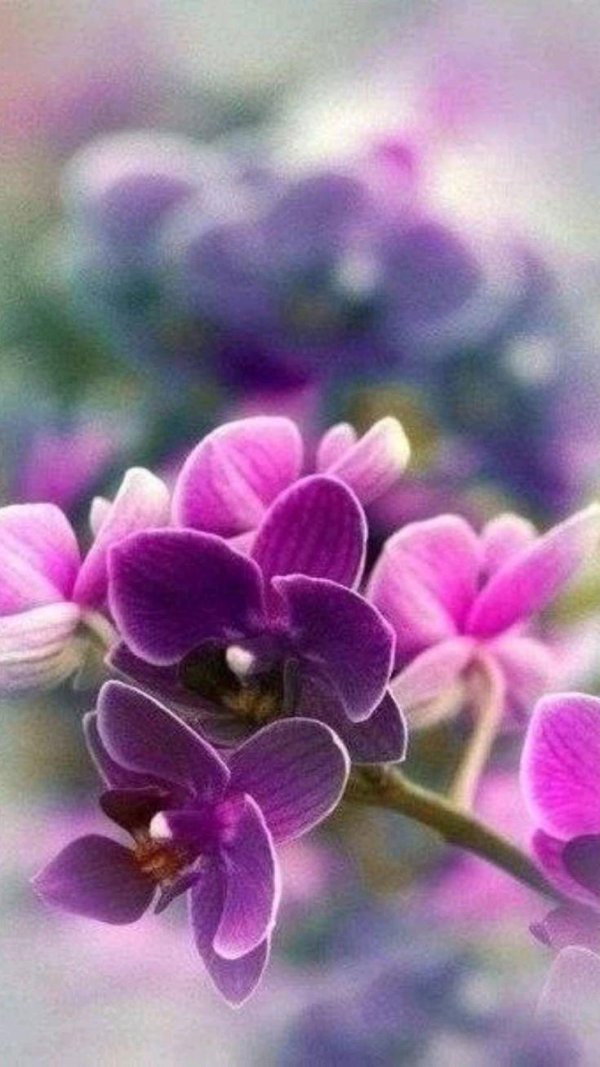 пиниф орхидея фаленопсис