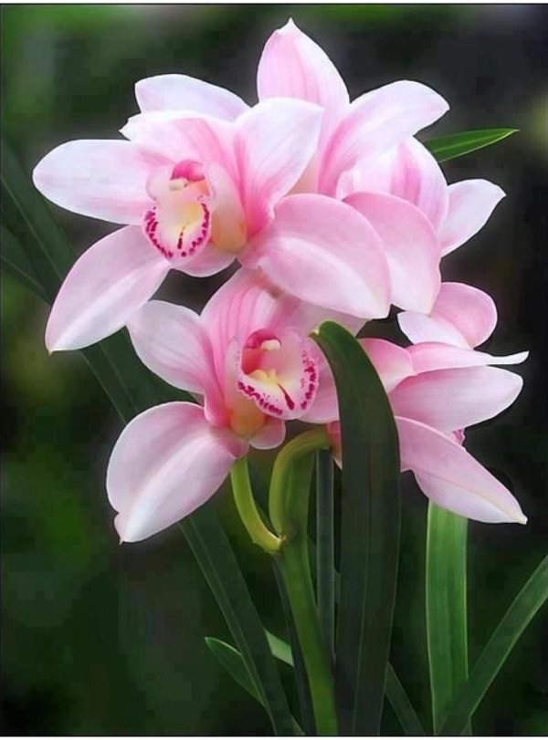 цимбидиум лайт пинк