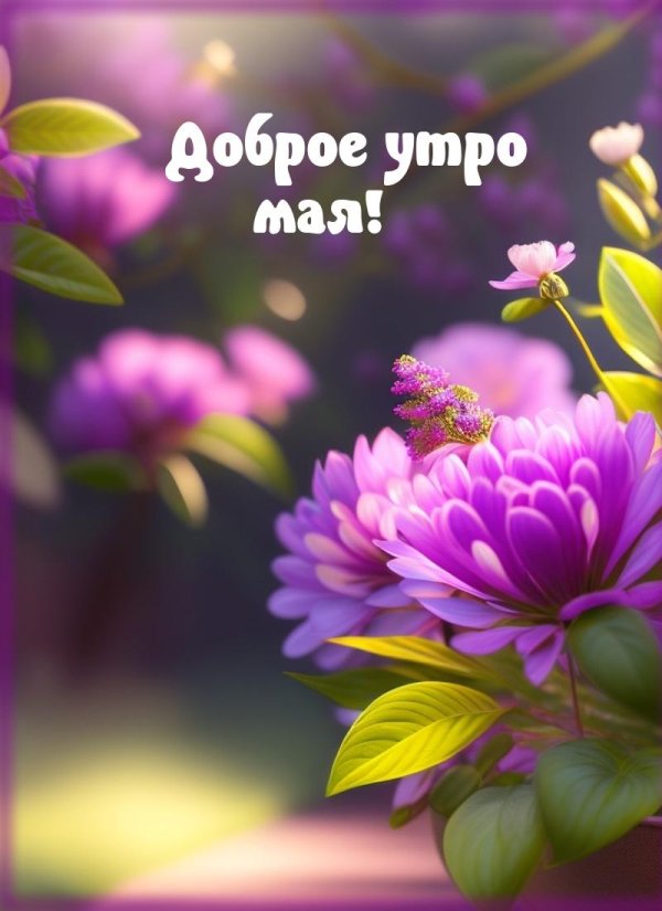 доброе утро астры