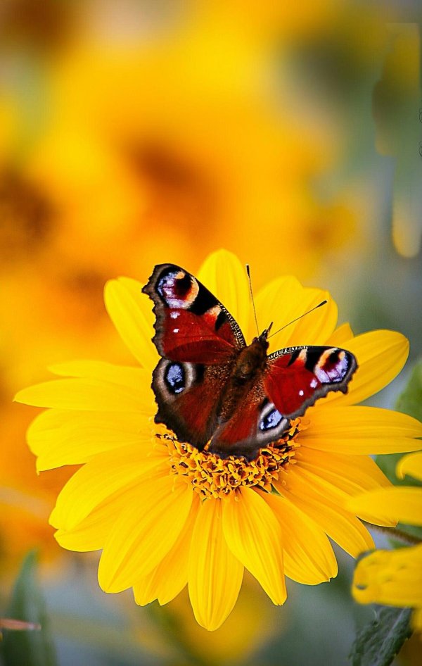 бабочка павлиний глаз