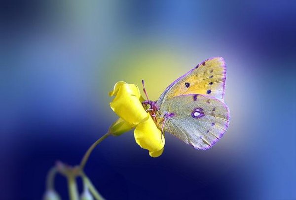 лимонница бабочка