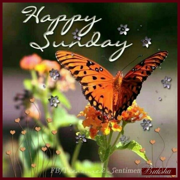 бабочка оранжевая