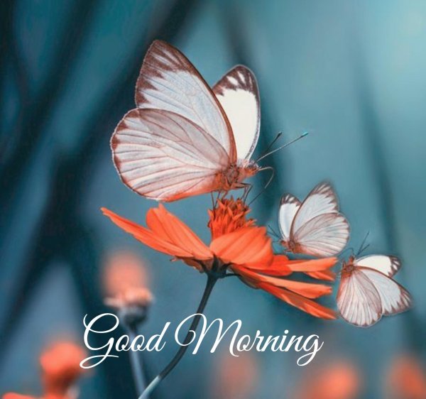 бабочка белянка зорька