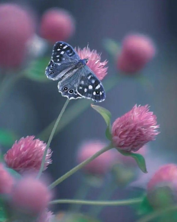 голубянка красивая