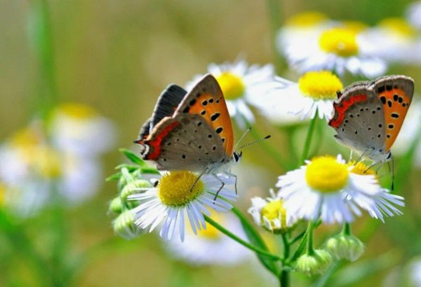 день ромашек 24 июня