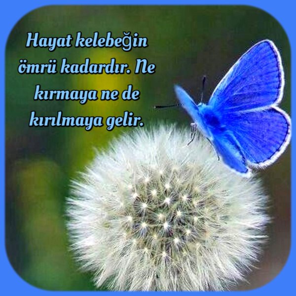 цветок одуванчик