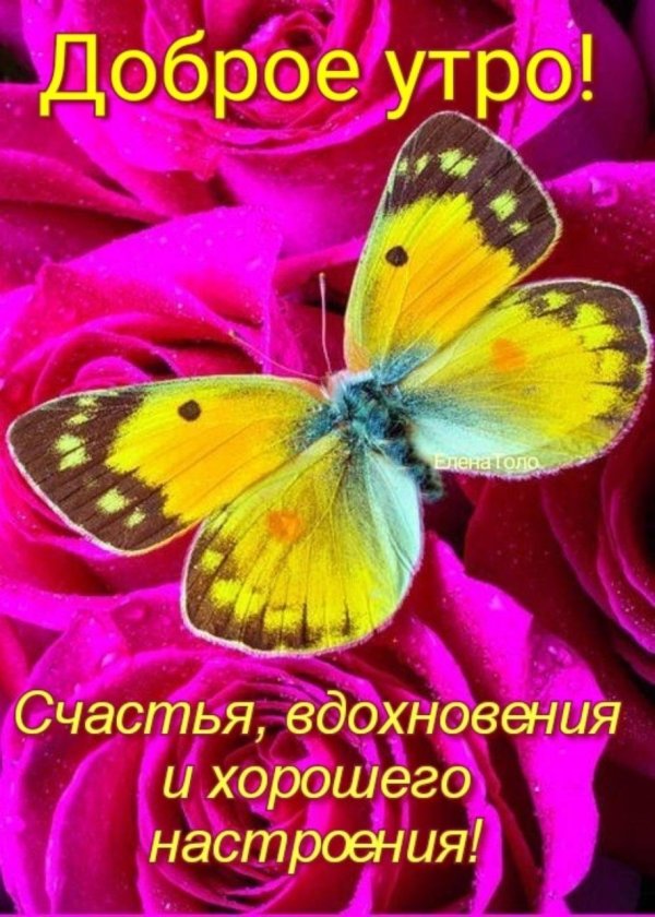 с добрым утром бабочки