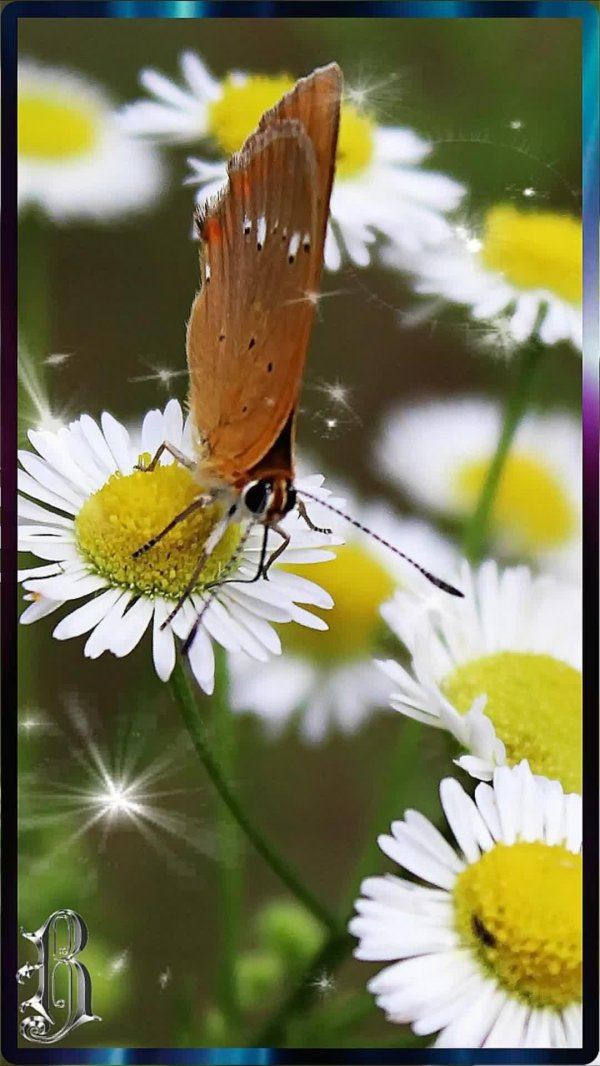 с ромашками