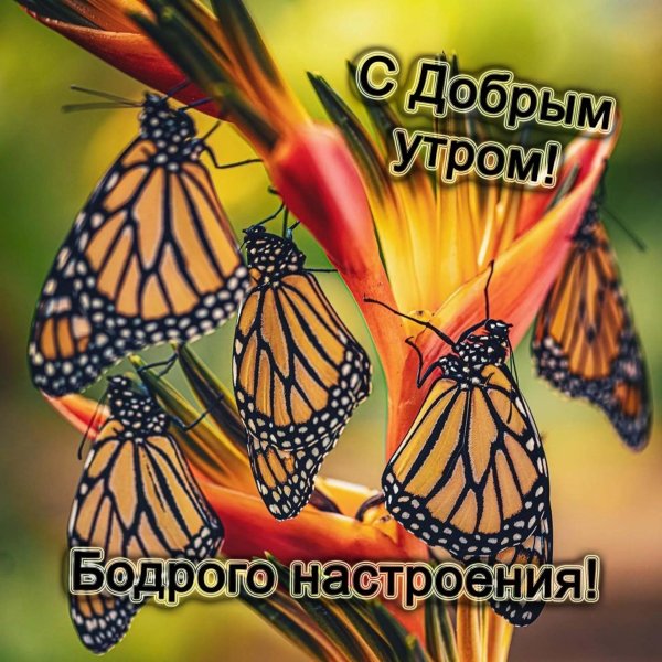 данаида монарх