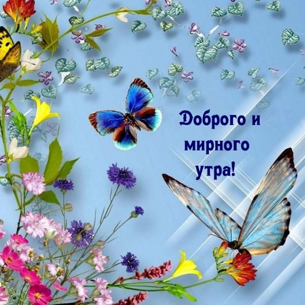 открытка с бабочками