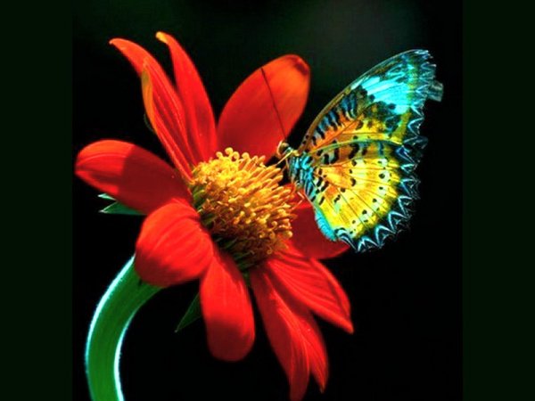 красивые яркие цветы