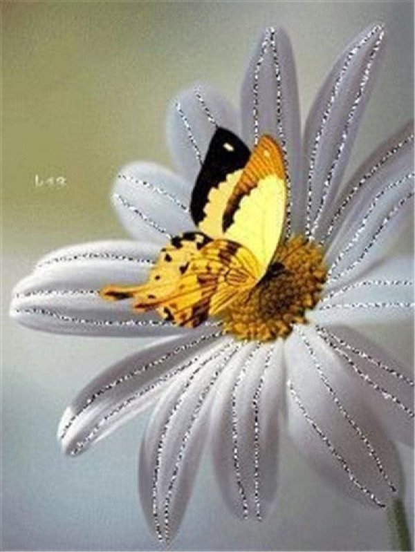 красивые бабочки