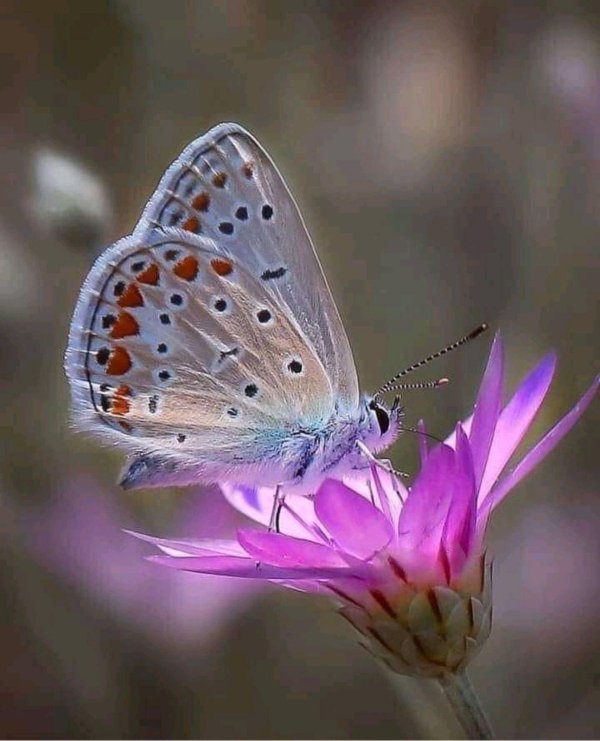 голубянка аргус