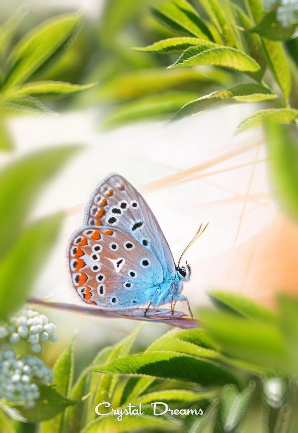 голубянка арион