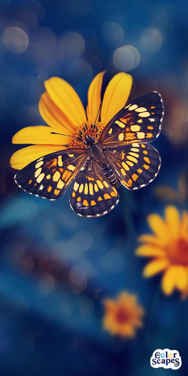 yellow butterfly