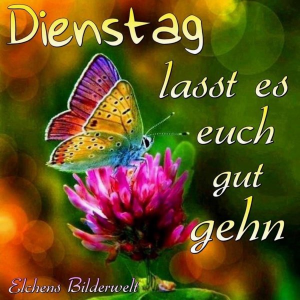 schönen dienstag bilder