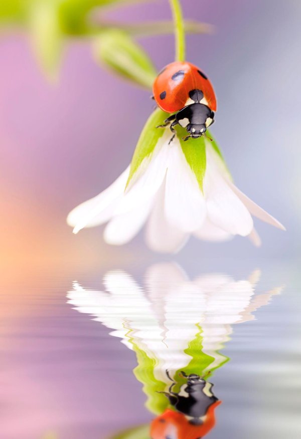 божие коровки