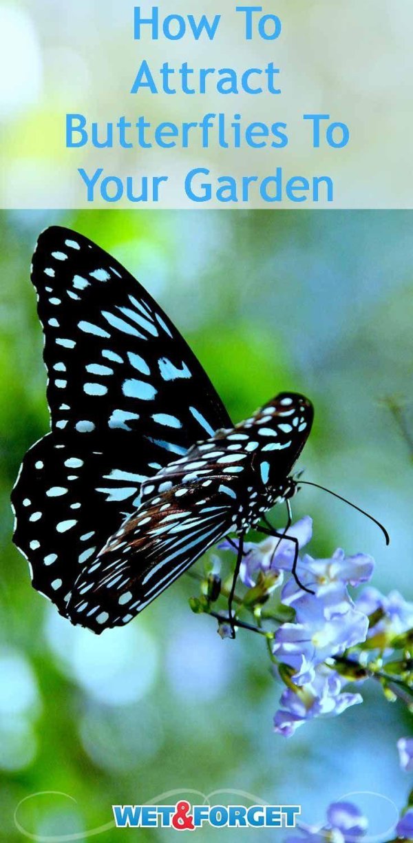 бабочка тайгер