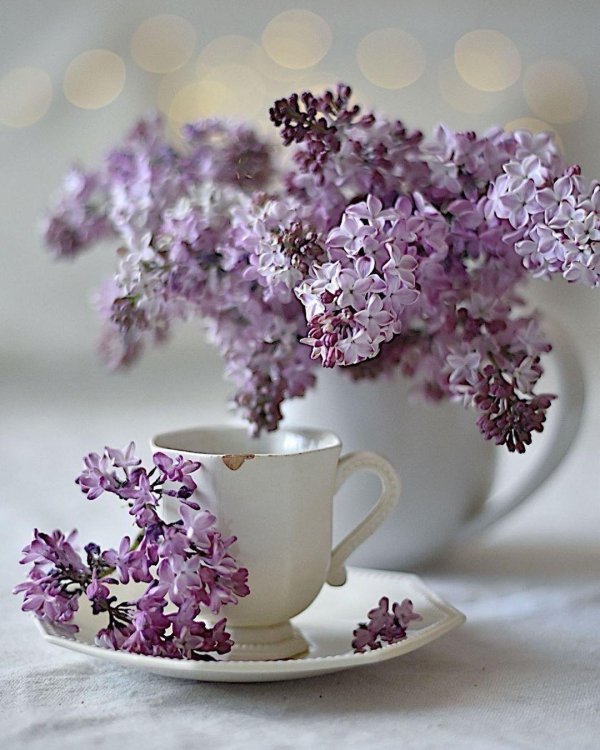 сирень хелен