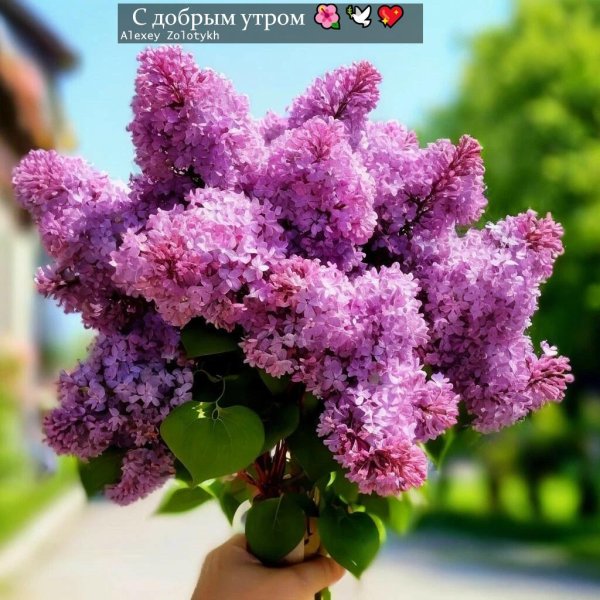 с добрым майским утром и хорошим днём