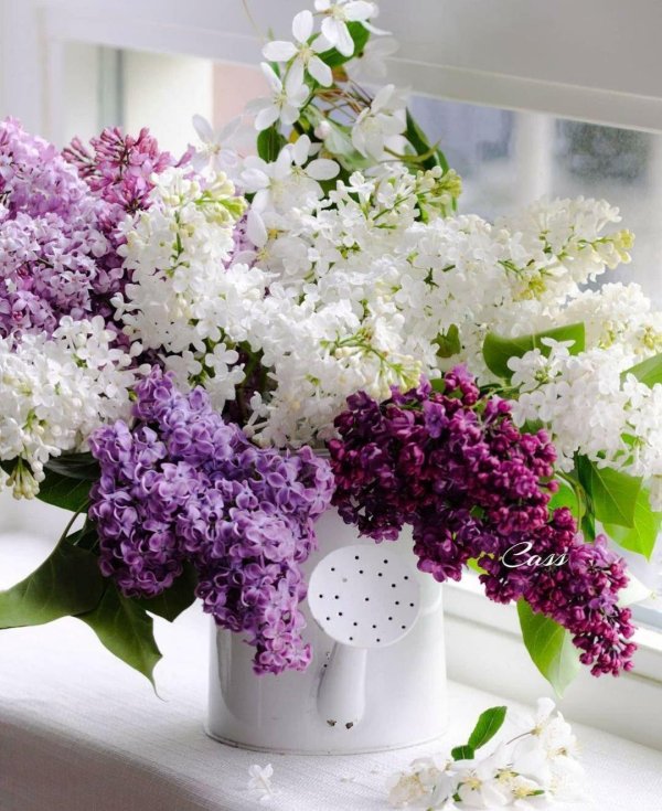 сирень микс