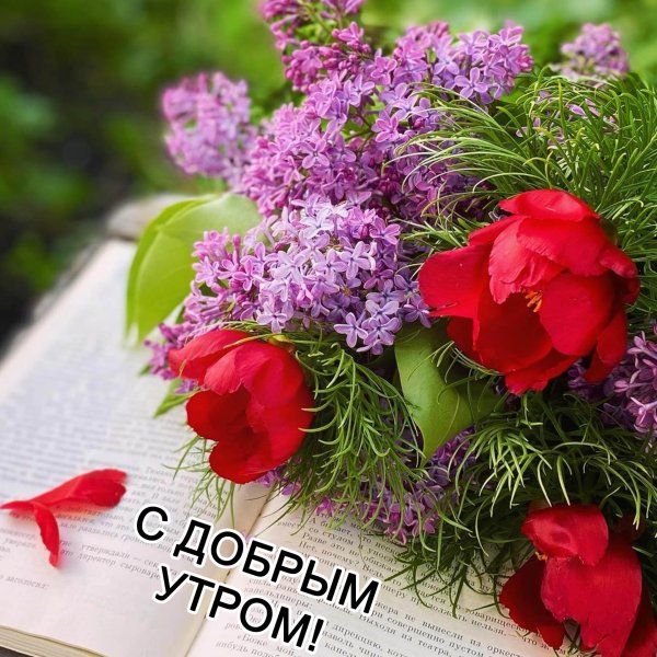 доброго утра цветы