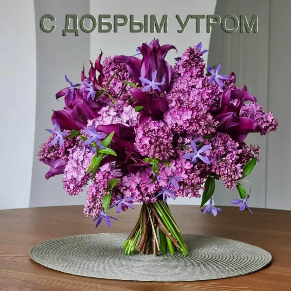 сирень красивая