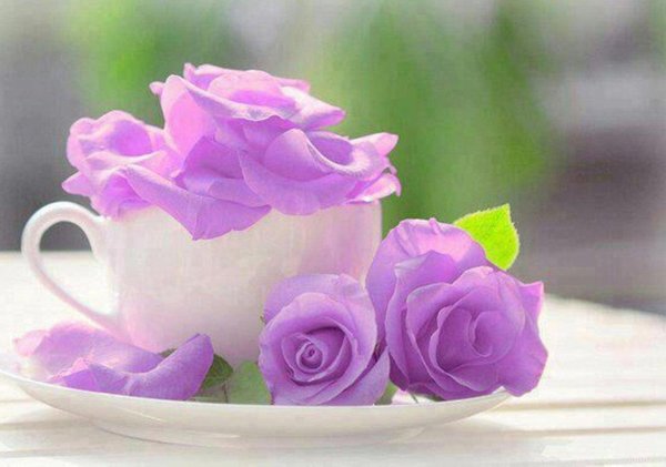 утренние цветы