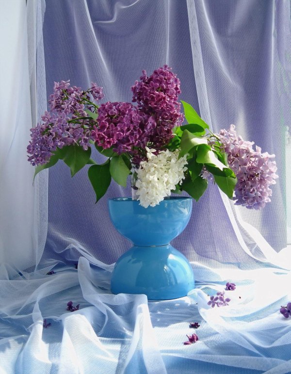 фотонатюрморты с сиренью сергея алексеева