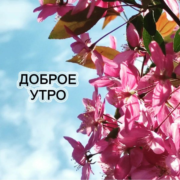 доброго утра цветы
