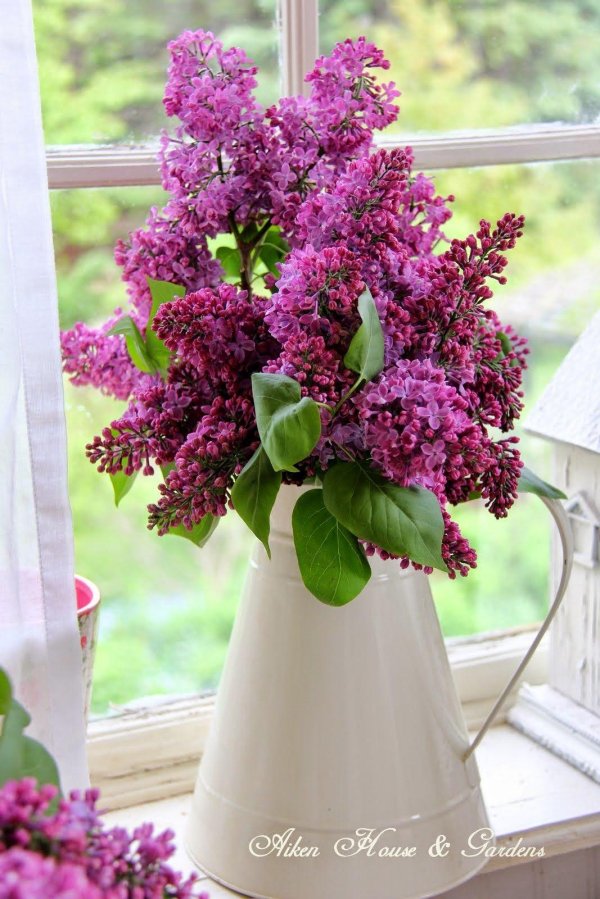 букет сирени