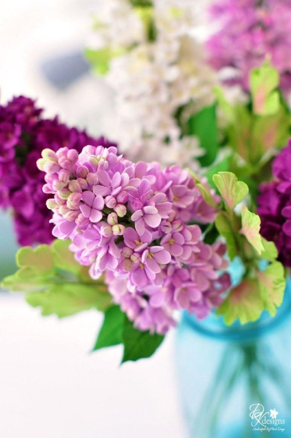 сирень махровая