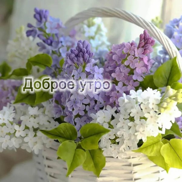 доброго утра цветы