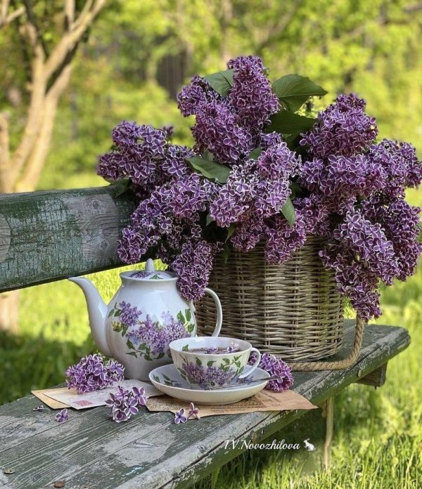 сирень anne shiach