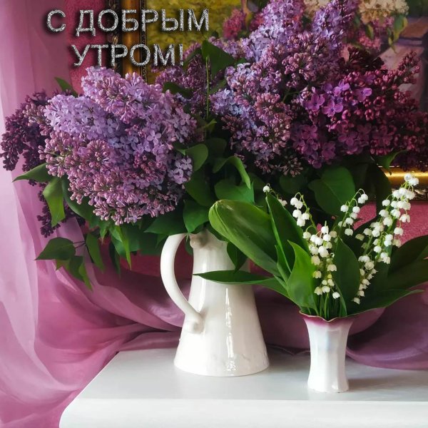 сирень красивая