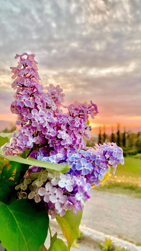 красота сирени