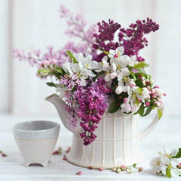 милетто сирень