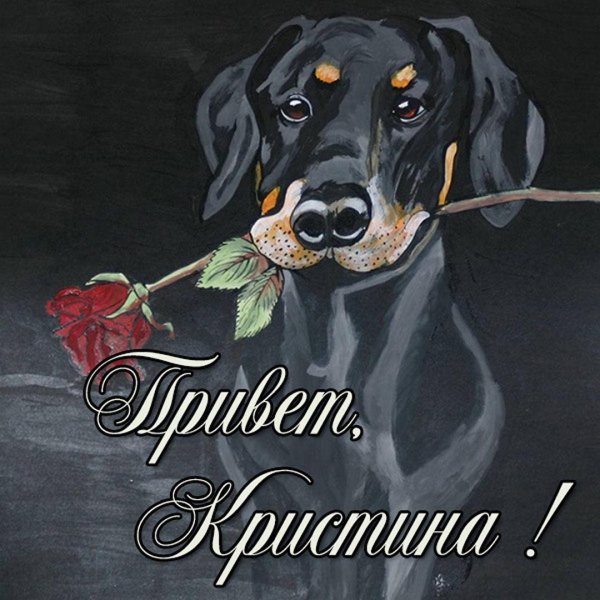 собака такса