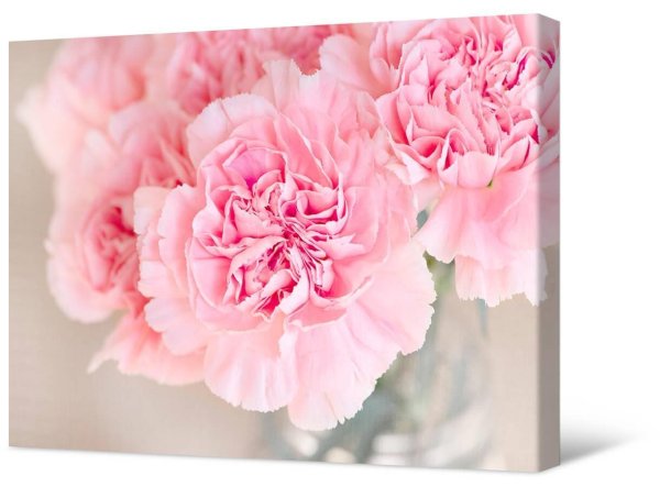 диантус розовый